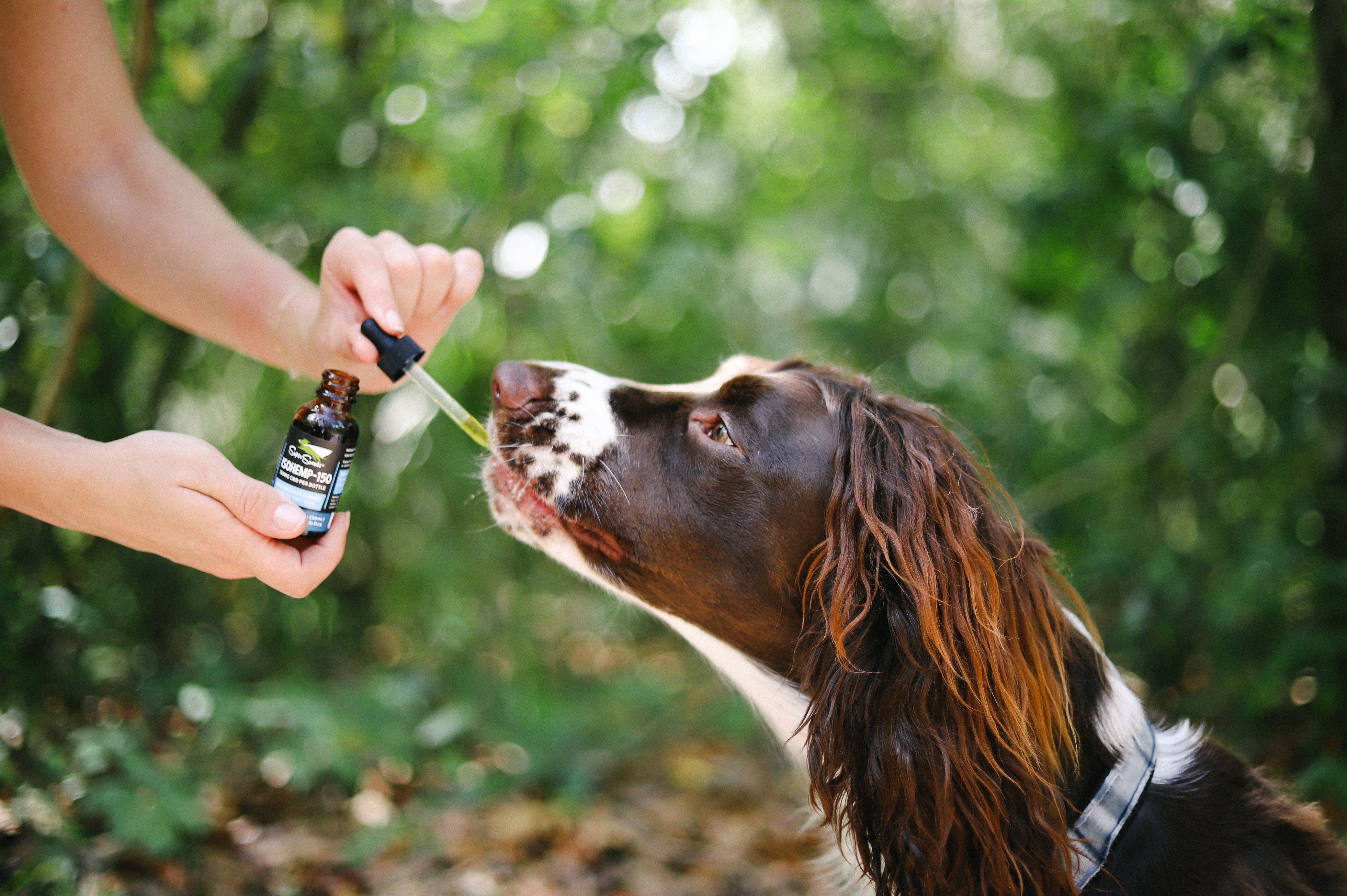 A brown and white spaniel accepting a dose of one of Super Snout's CBD tinctures against a background of green trees.