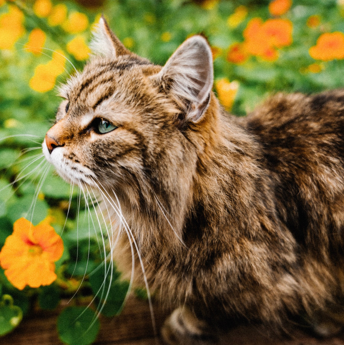 Should You Really Let Your Cat Outdoors?