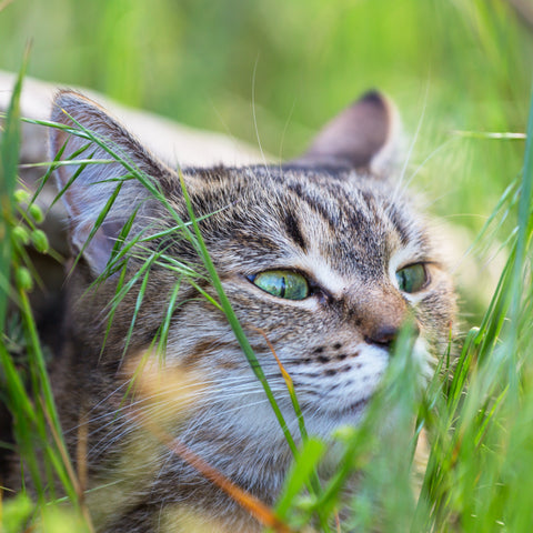 Can Humans Have Catnip?