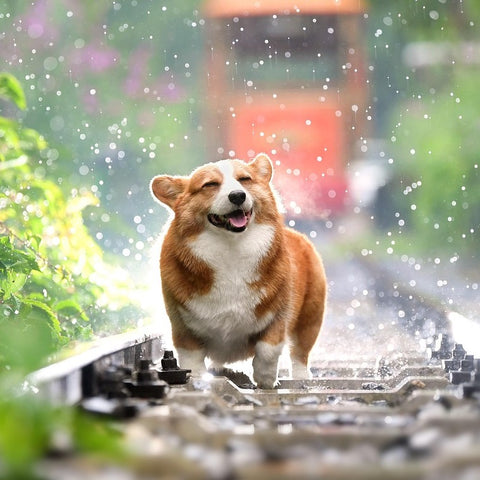 April Showers: Making the Most of Indoor Time With Your Pet