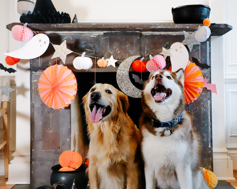 No Tricks Here: Our Best Tips for Keeping Your Dog Calm on Halloween