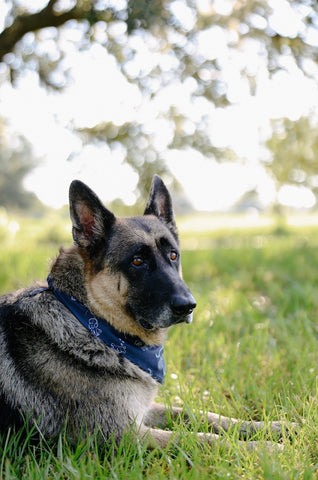 Ways to Celebrate Earth Day with your Pet