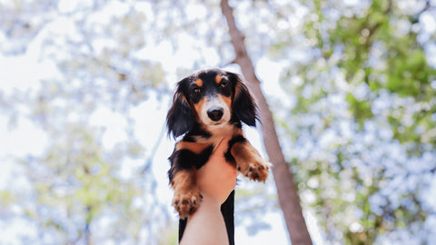 Top 5 Training Tips for Raising a New Puppy