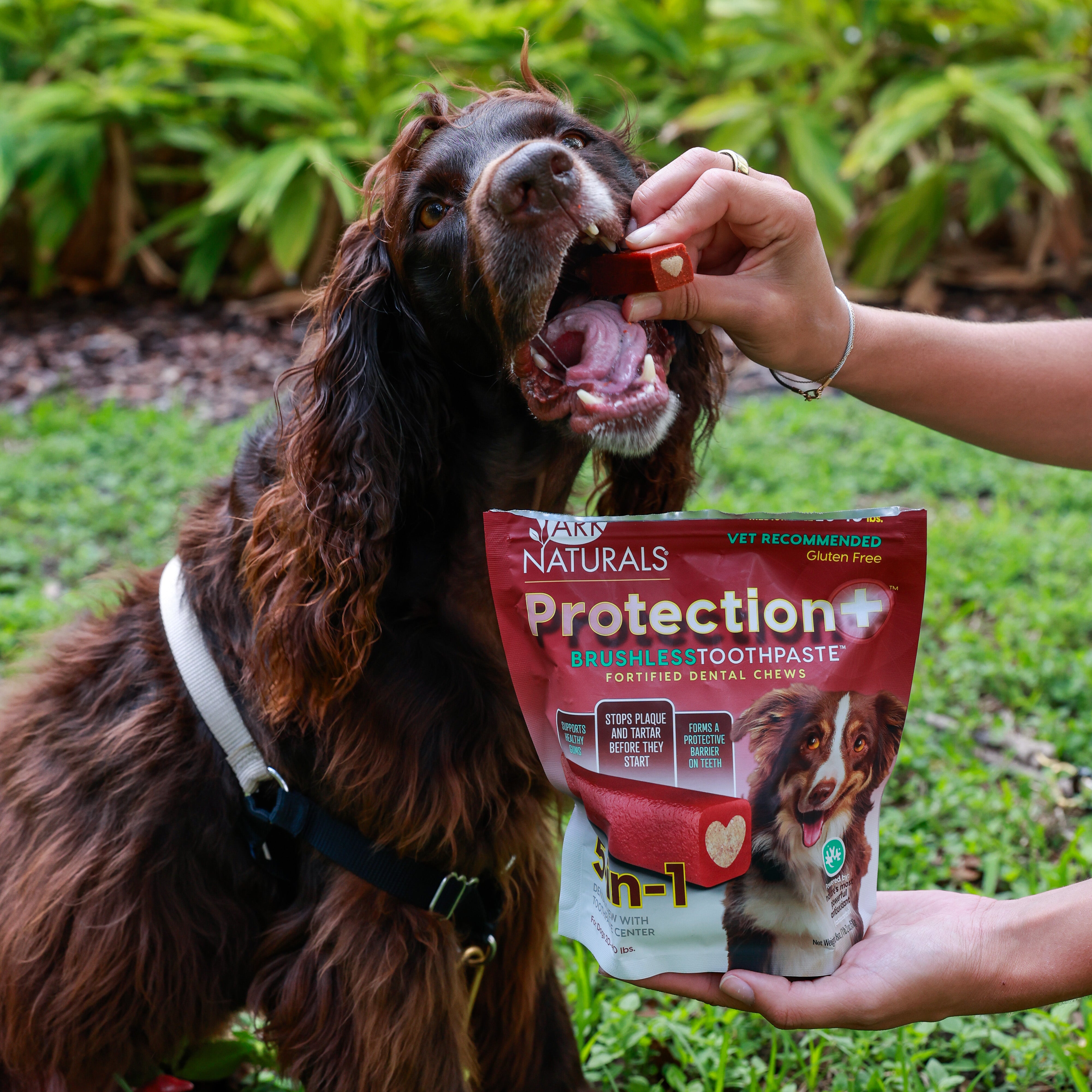 Meet a Dental Chew Backed by Science