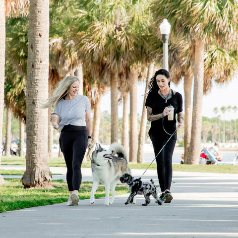 A Pet-Owner's Guide to Visiting Miami, Florida