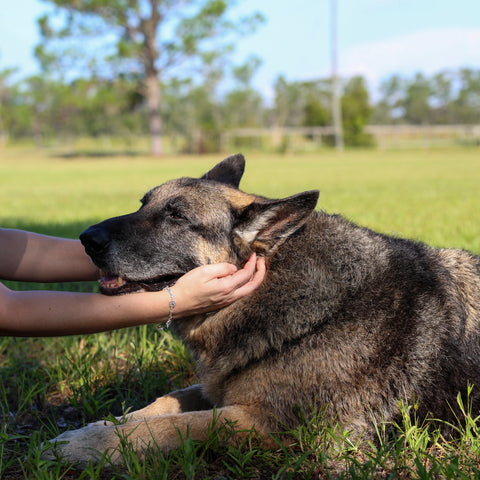 Tips to Help Your Senior Dog Live Their Best Life