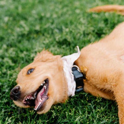 Keeping Your Pet Cool for the Summer