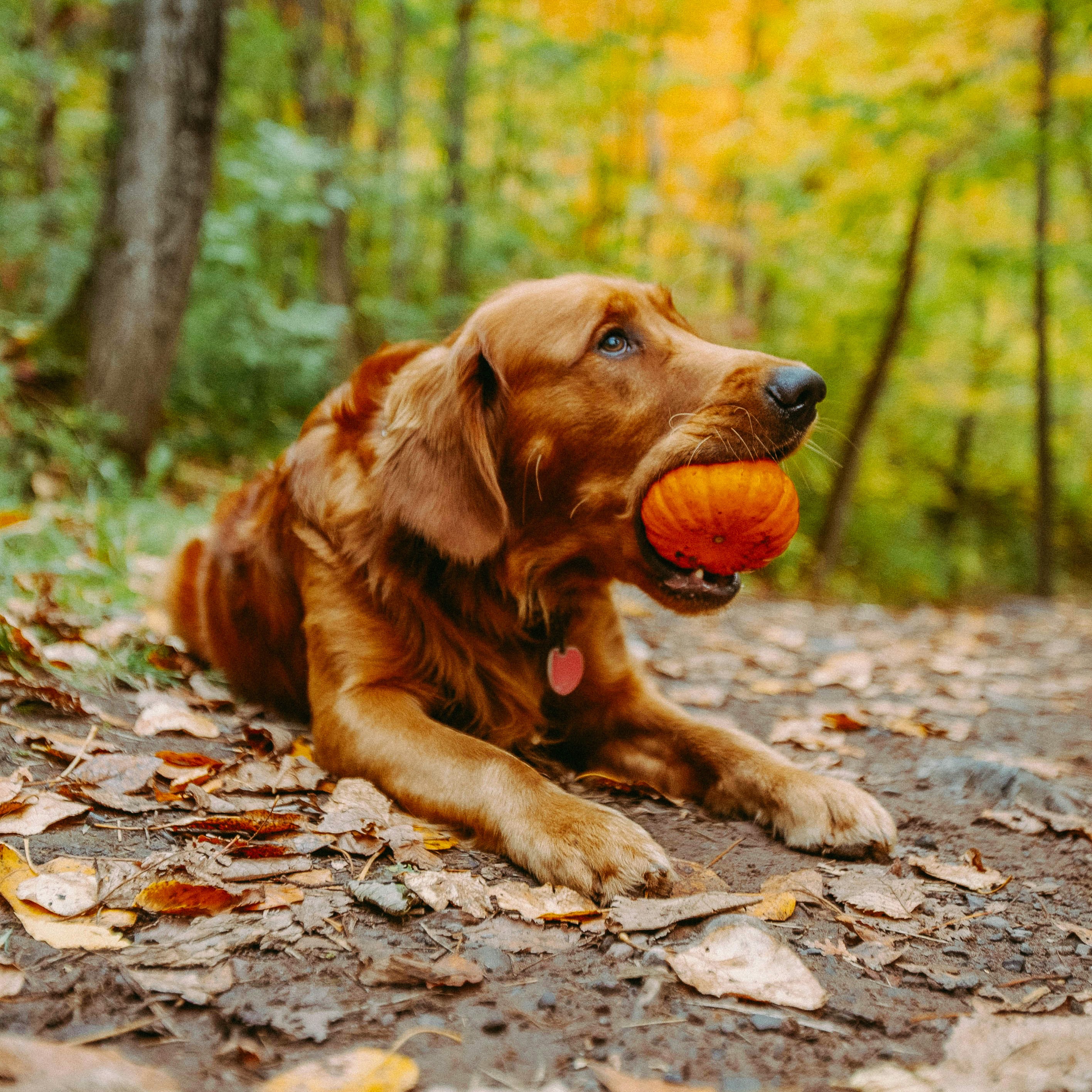 Golden retriever laying down with a small pumpkin in its mouth outdoors in a forest.