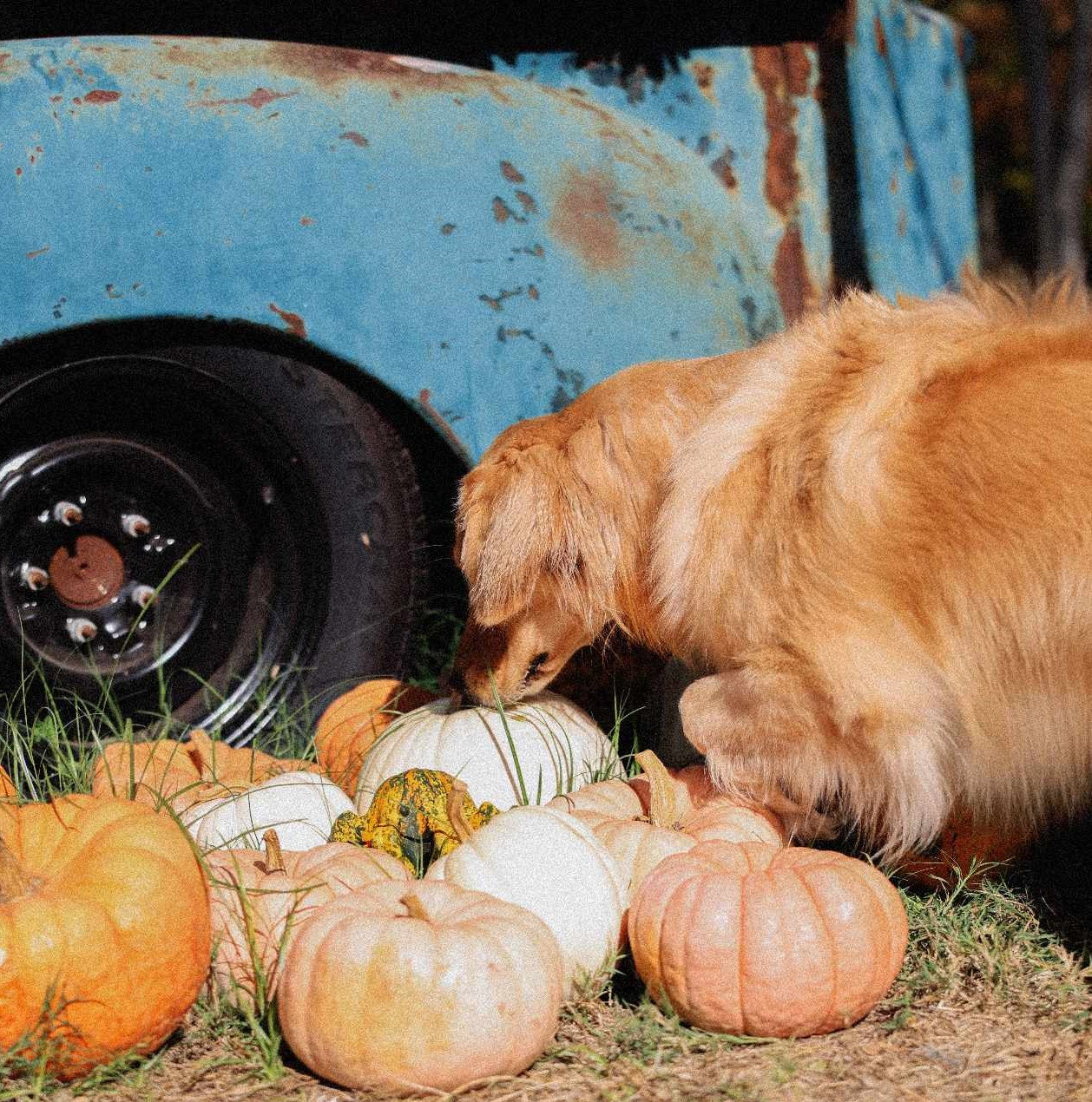 Fall Activities to Do with Your Dog