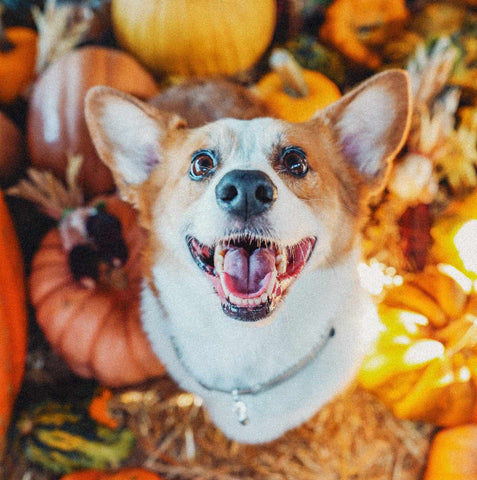 The Best Dog-Approved Fall Ingredients