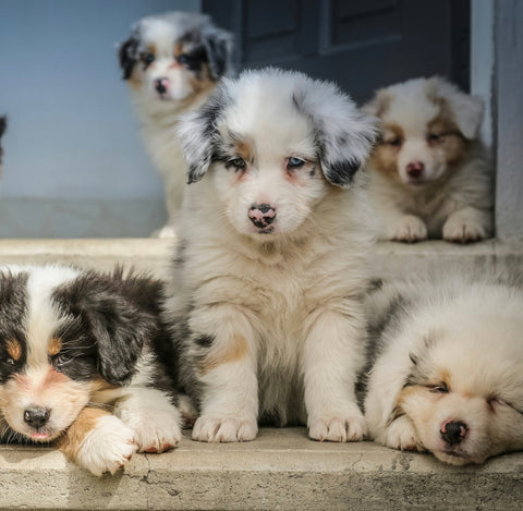 Debunking 3 Shy Puppy Socialization Myths