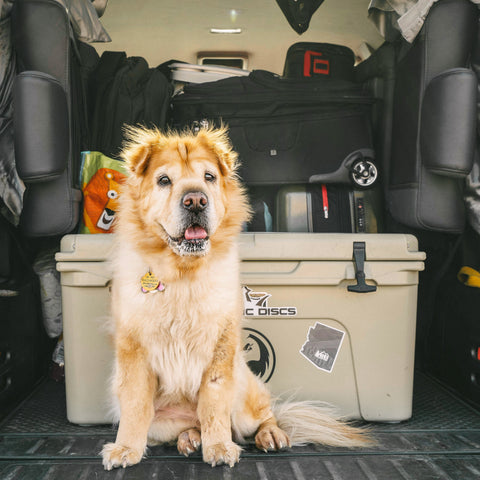 How to Travel with Fresh Pet Food