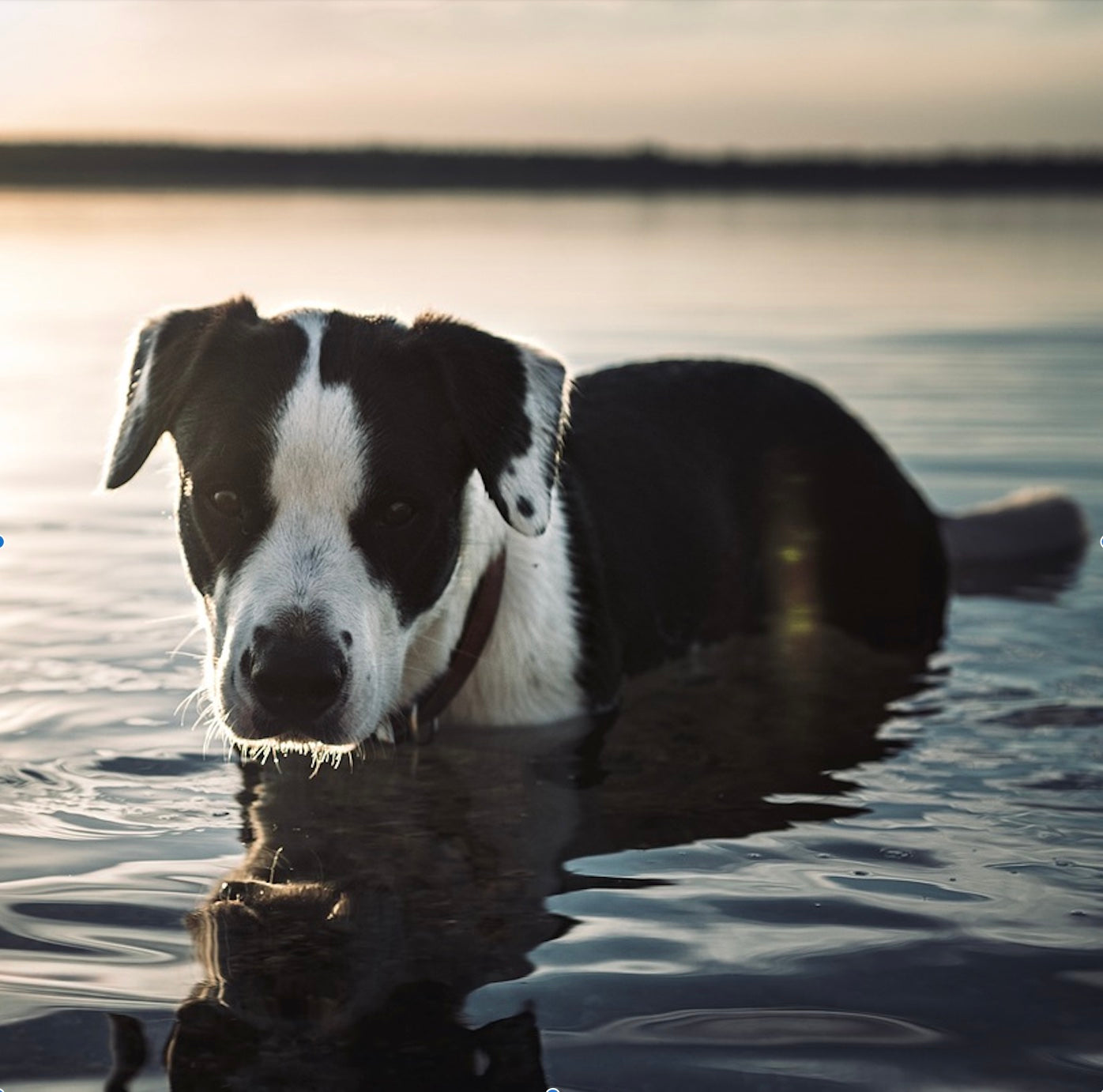 Water Safety for Dogs