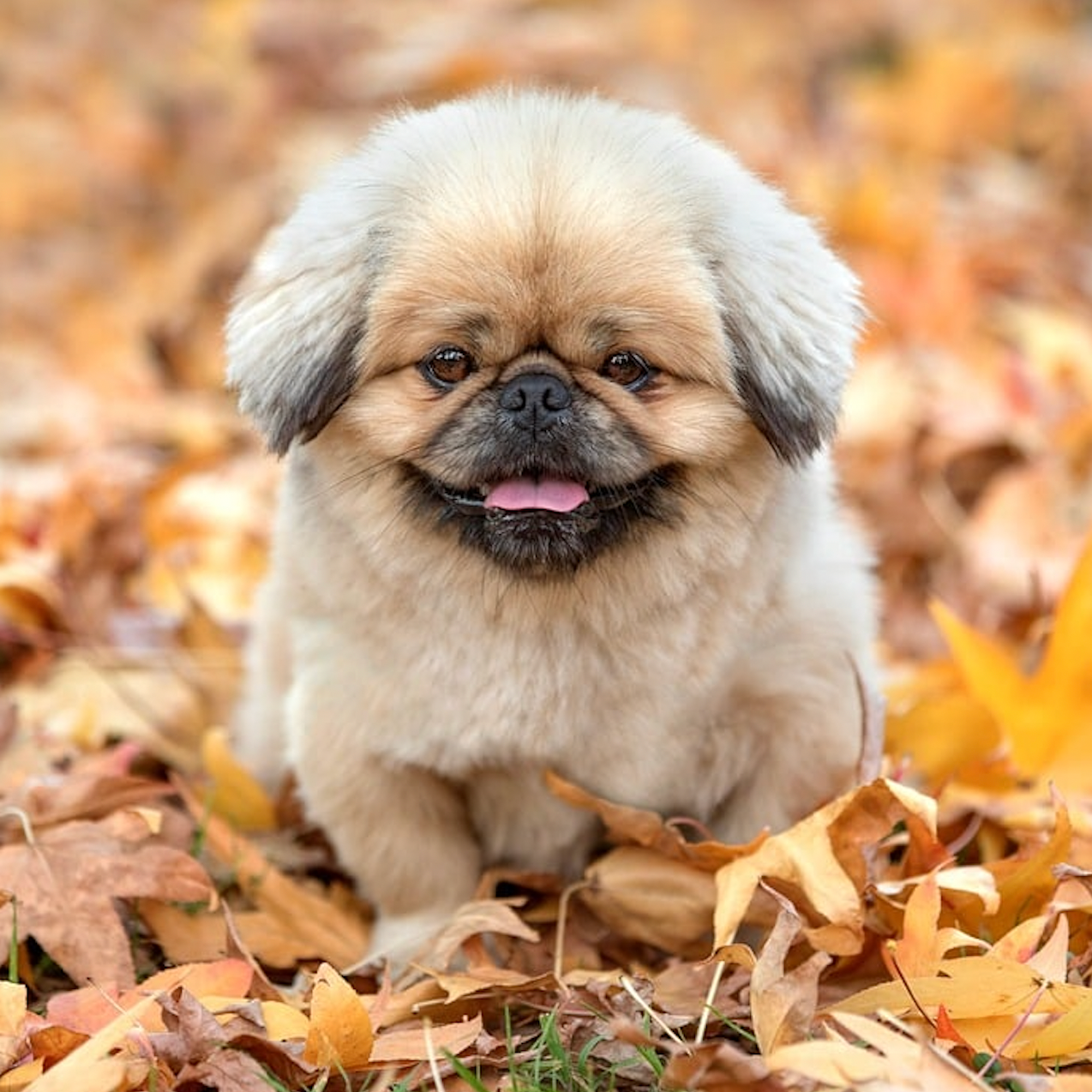 Our Favorite Fall Essentials for Pets