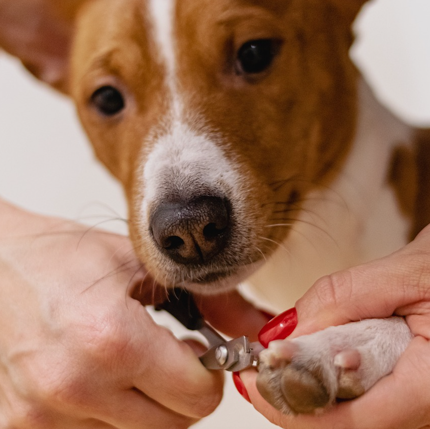 Tips for Dog Grooming