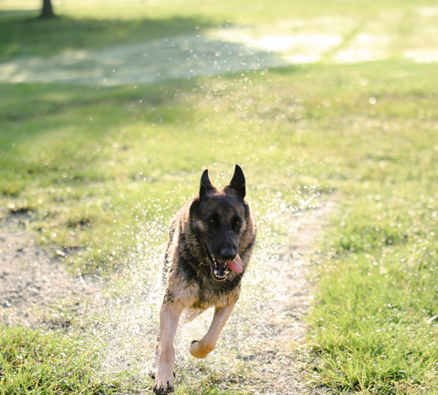 How to Help Relieve Your Pet's Spring Allergies